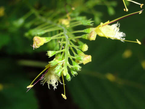 Plancia ëd Collinsonia canadensis L.