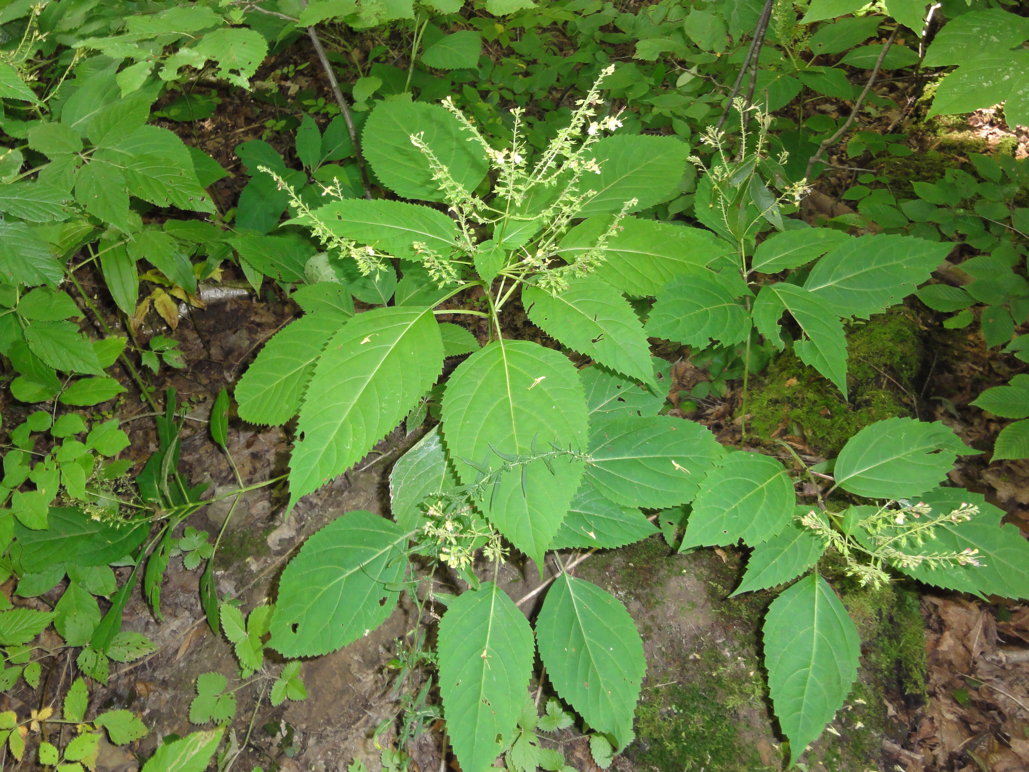 Plancia ëd Collinsonia canadensis L.