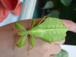 Image of Leaf insects