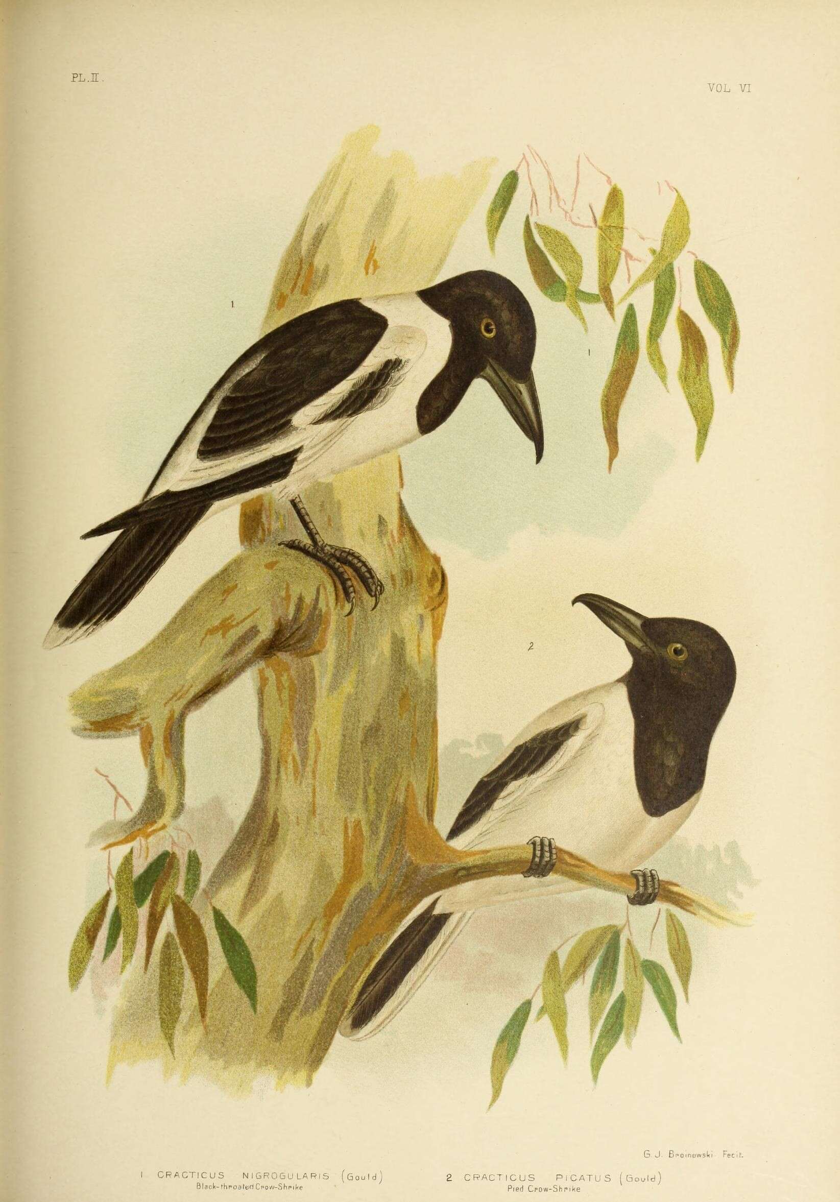 Image of Butcherbird