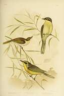 Image of Yellow-tufted Honeyeater