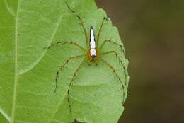 Image of Oxyopes shweta Tikader 1970