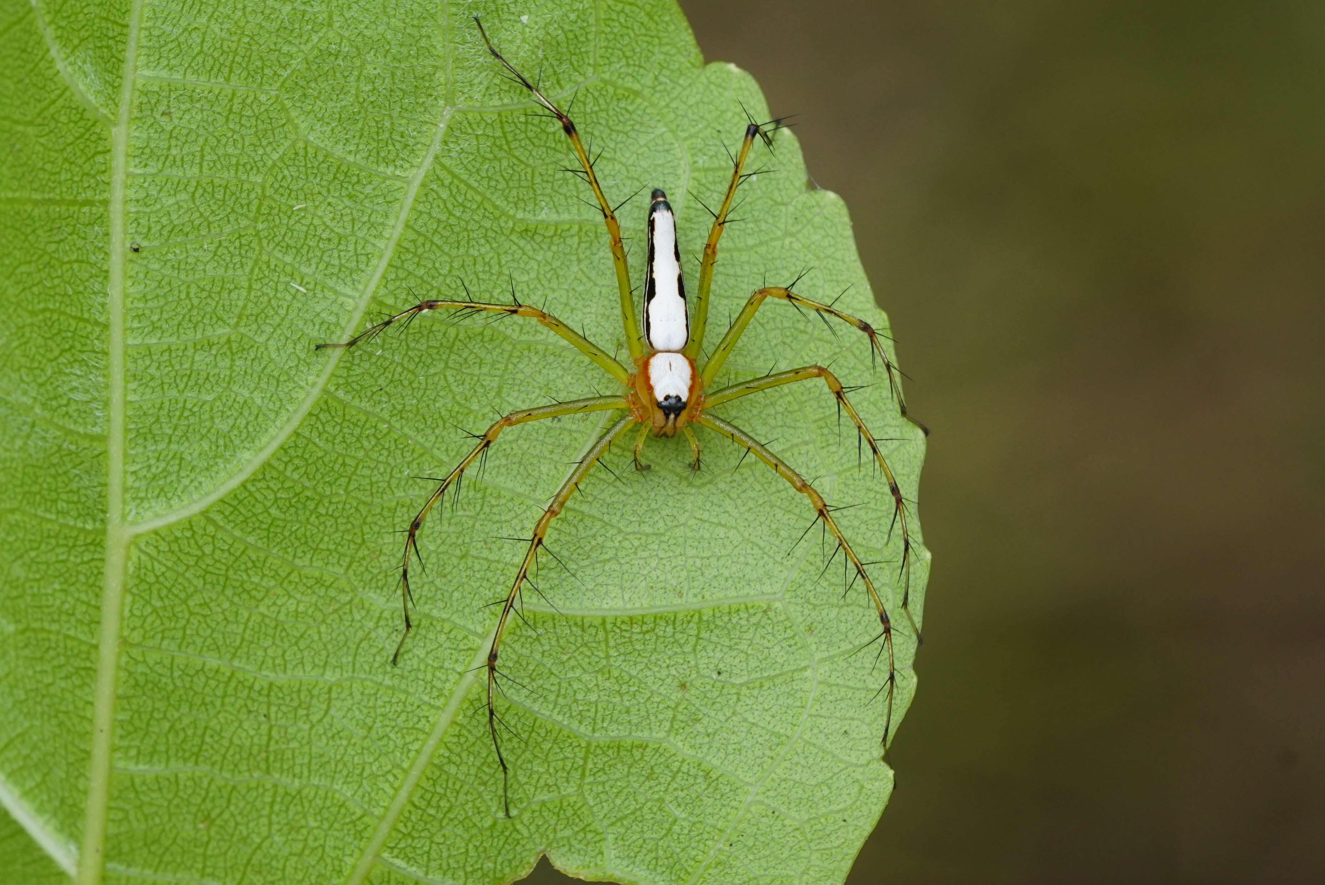 Image of Oxyopes shweta Tikader 1970