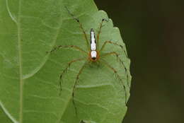 Image of Oxyopes shweta Tikader 1970