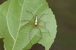 Image of Oxyopes shweta Tikader 1970