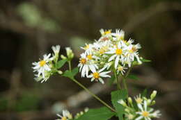 Image of white wood aster