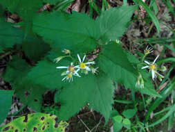 Image of white wood aster