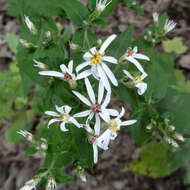 Image of white wood aster