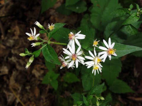 Image of white wood aster