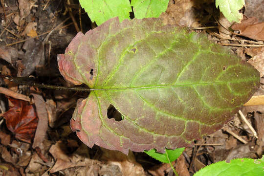 Imagem de Eurybia divaricata (L.) G. L. Nesom