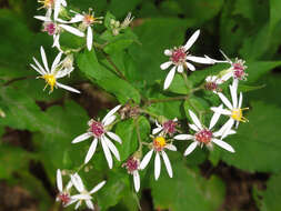 Image of white wood aster