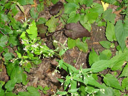 Image of white wood aster