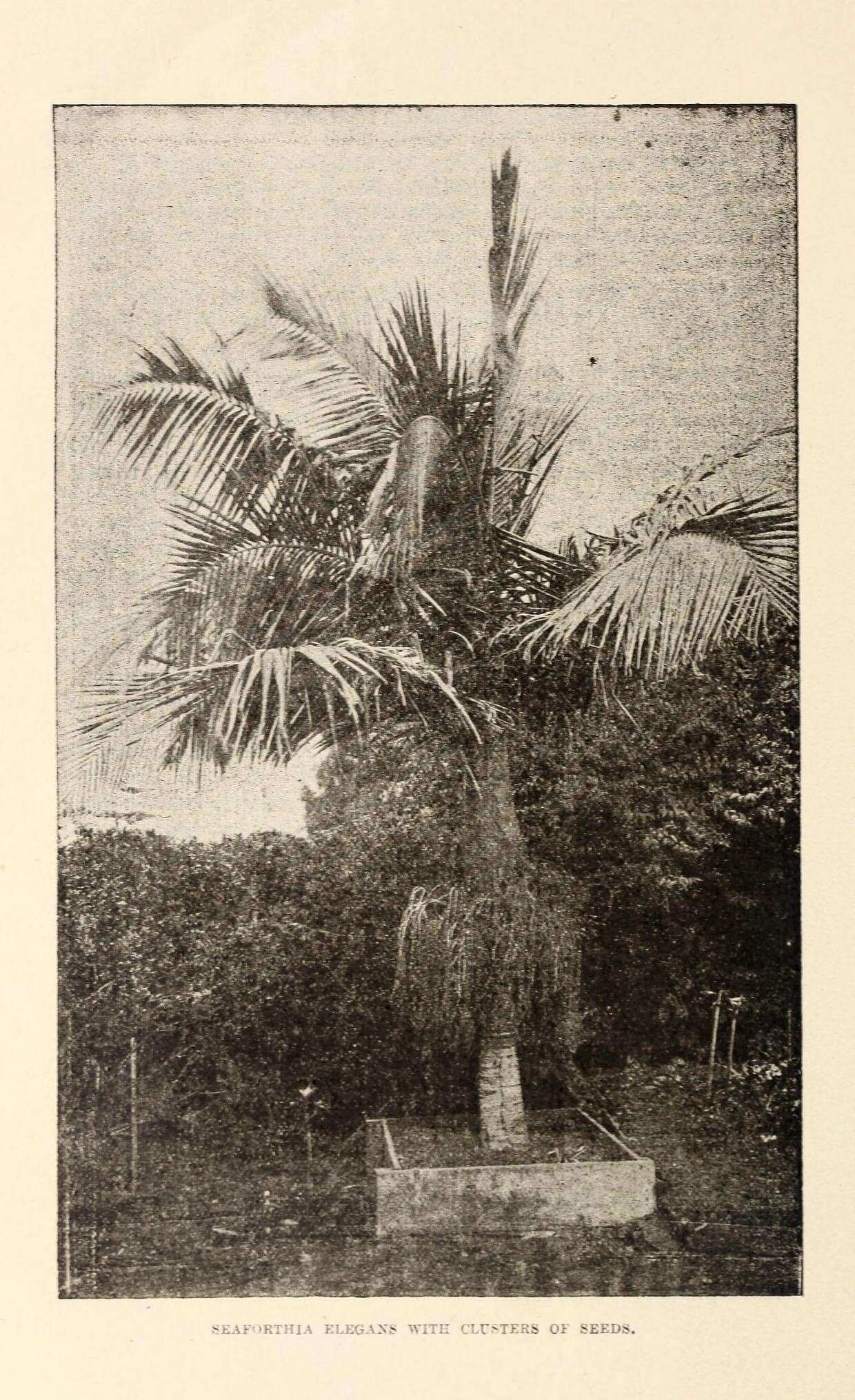 Image of Alexander palm