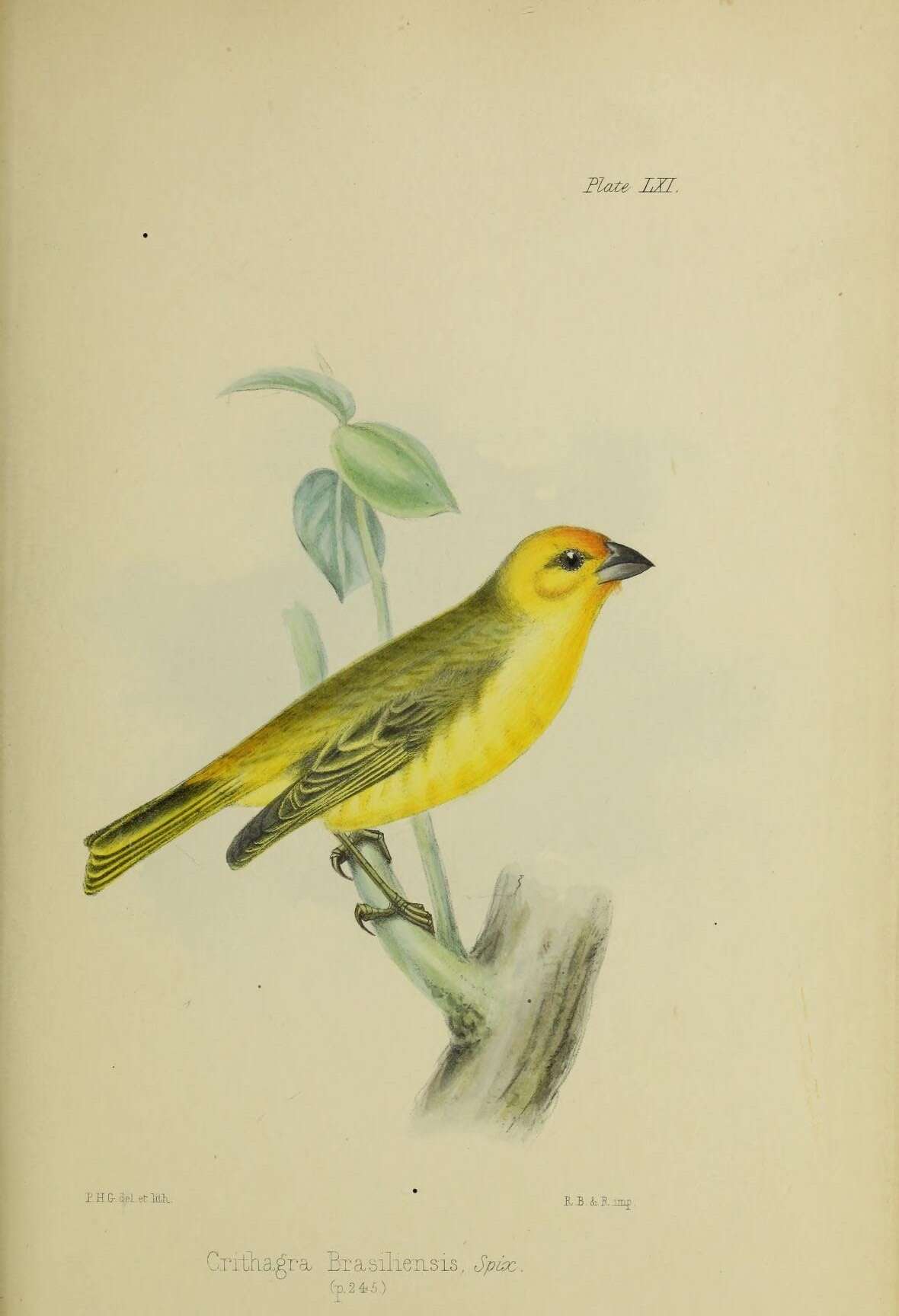 Image of Saffron Finch