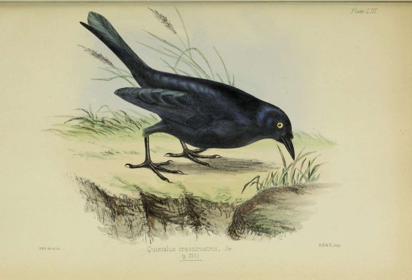 Image of Greater Antillean Grackle