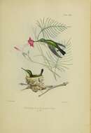 Image of Vervain Hummingbird