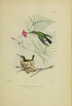 Image of Vervain Hummingbird