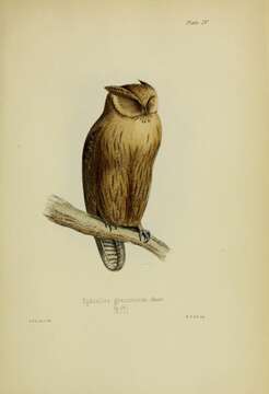 Image of Jamaican Owl