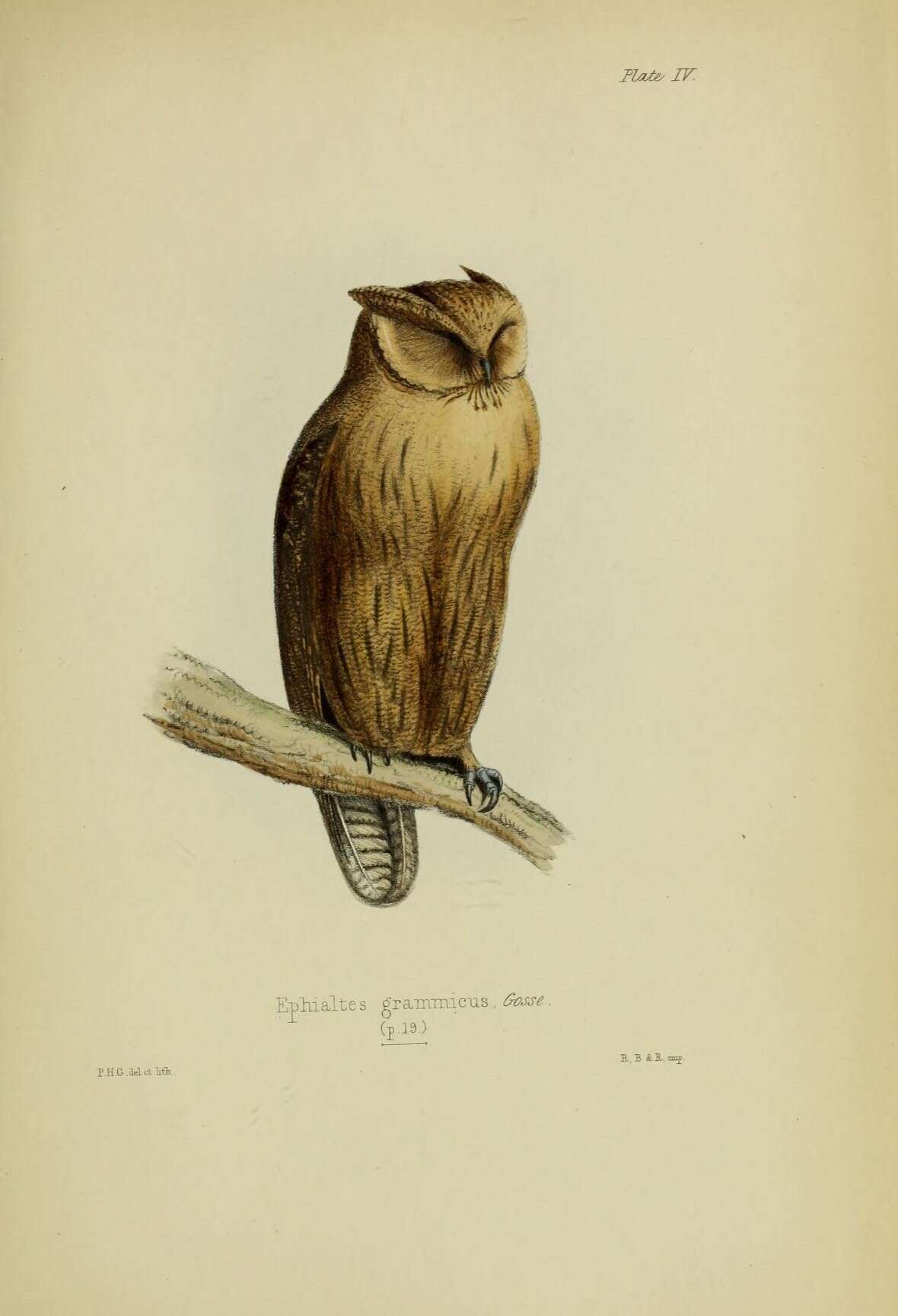 Image of Jamaican Owl