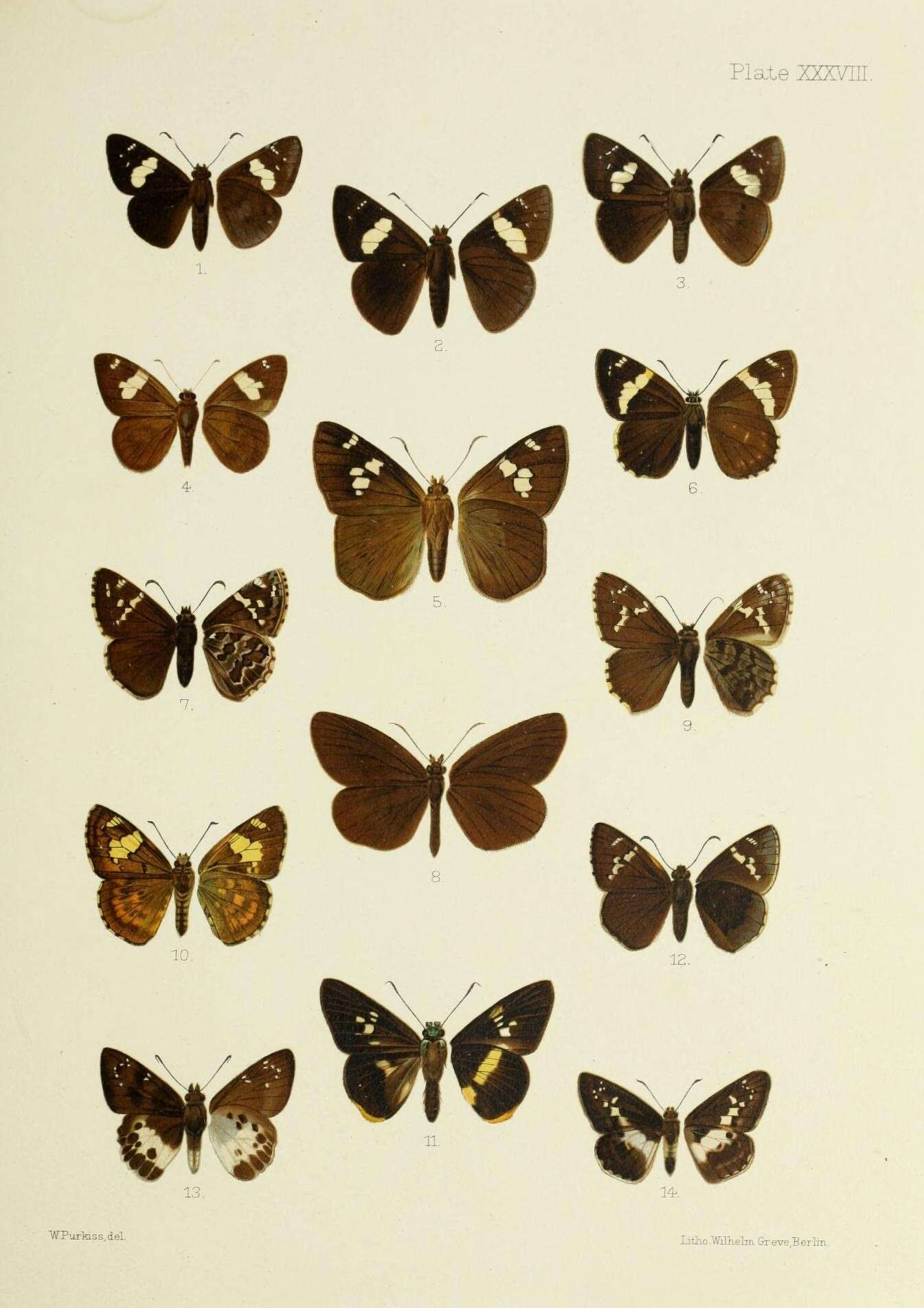 Image de Notocrypta curvifascia Felder & Felder 1862