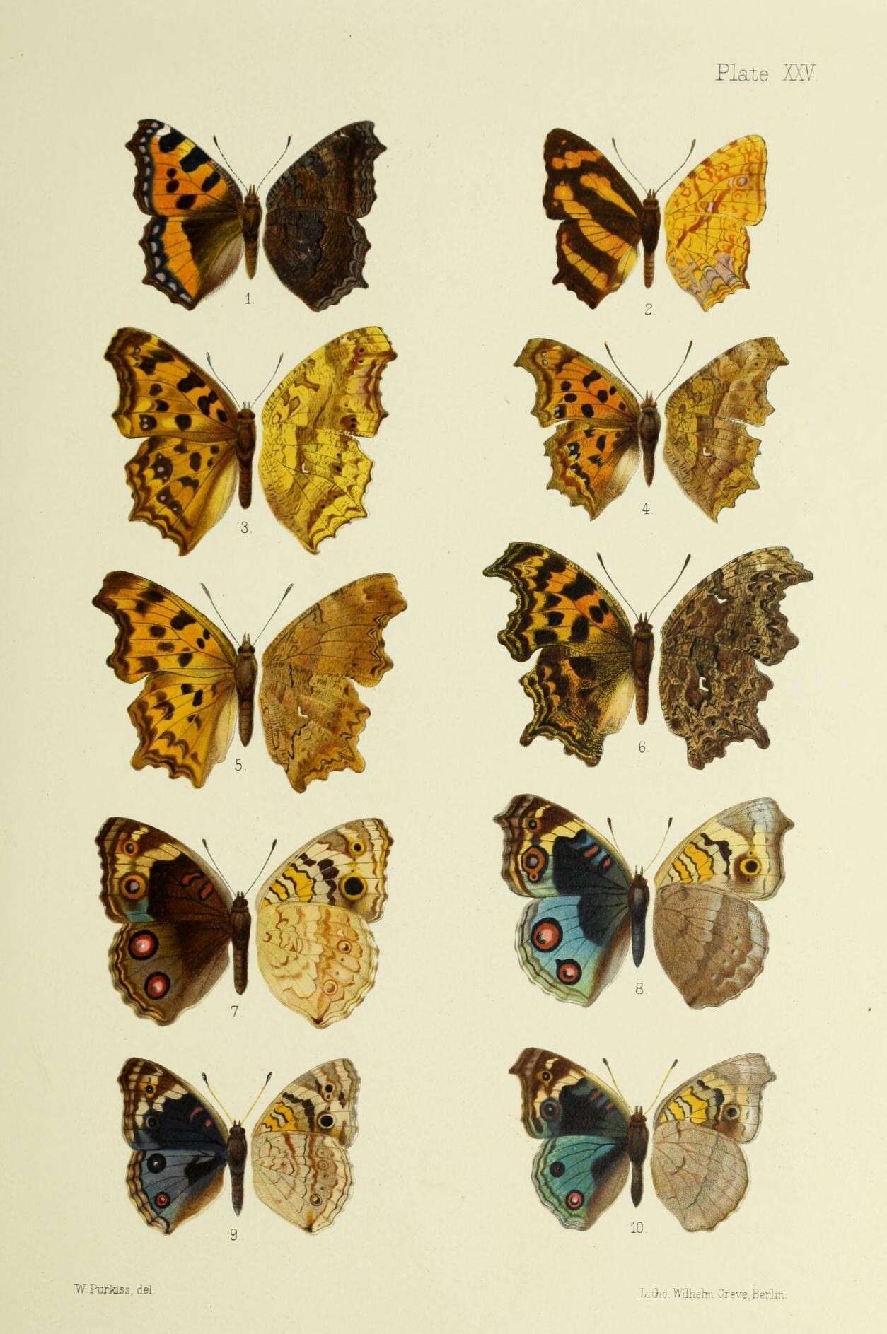 Sivun Polygonia c-aureum Linnaeus 1758 kuva