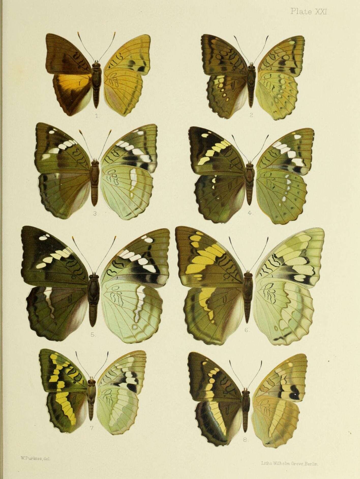 Image of Euthalia confucius Westwood (1850)