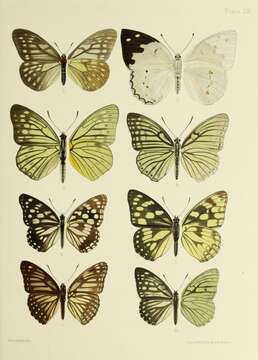 Image of Hestina assimilis Linnaeus 1758