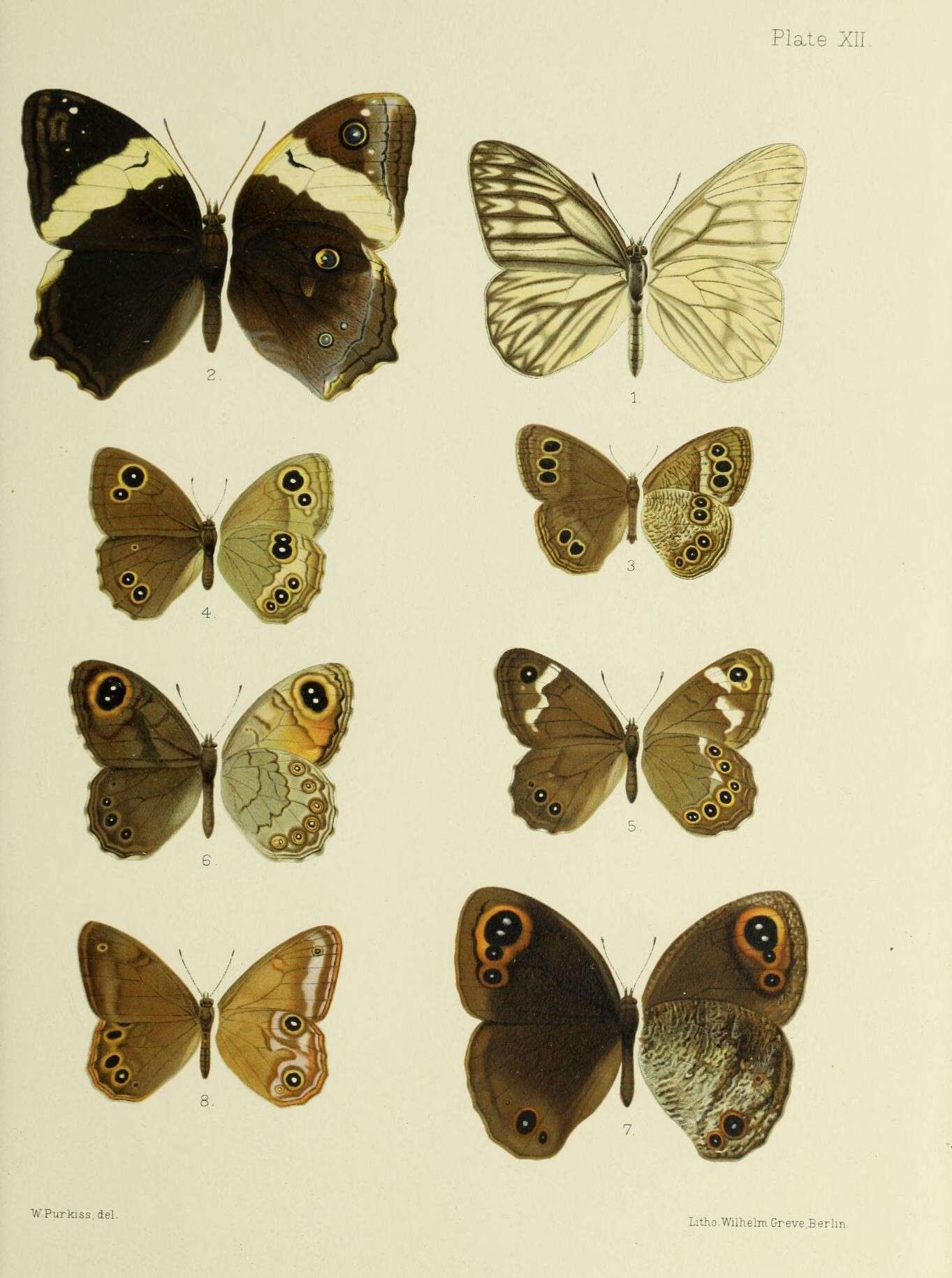 Image of Aphantopus arvensis Oberthür 1876