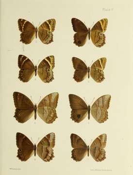 Image of Lethe callipteris Butler 1877
