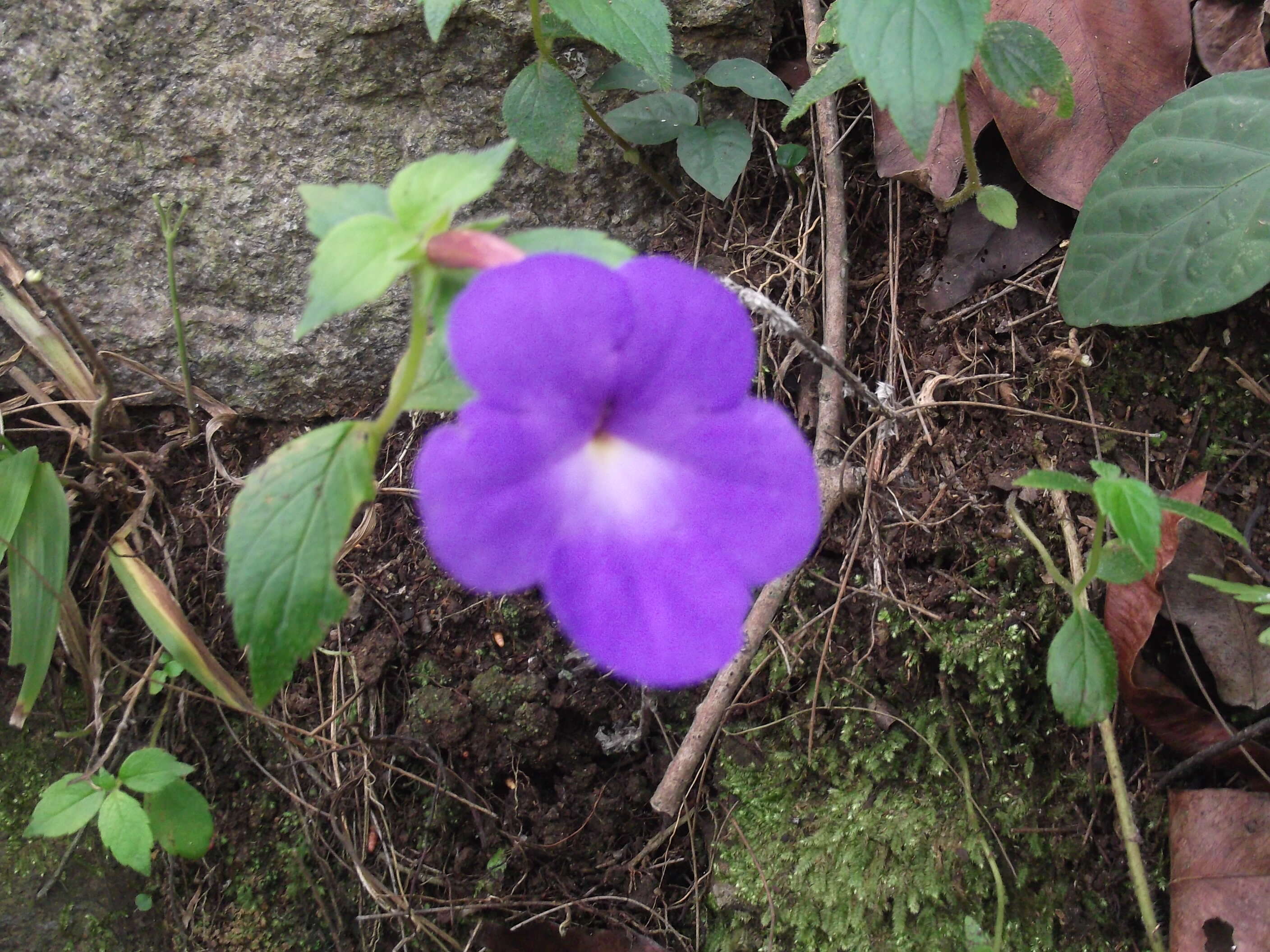 Image of Achimenes grandiflora (Schiede) DC.