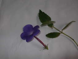 Image of Achimenes grandiflora (Schiede) DC.