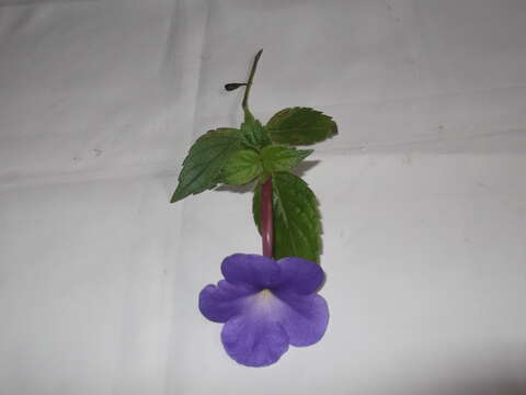 Image of Achimenes grandiflora (Schiede) DC.