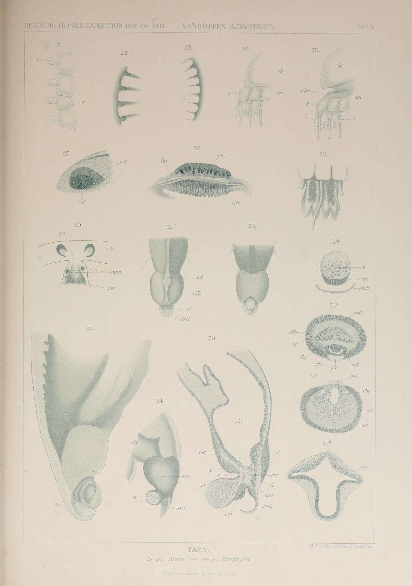 Image de Atollidae Hickson 1906