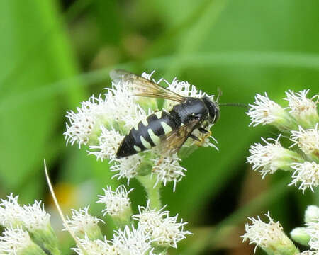 Plancia ëd Bicyrtes quadrifasciatus (Say 1824)