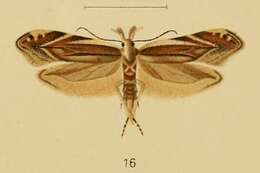 Image of Sophronia acaudella Rebel 1903