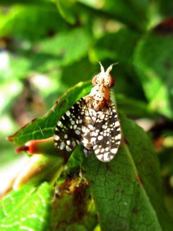 Image de Trypetoptera punctulata (Scopoli 1763)