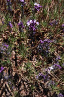 Image of Erysimum scoparium (Brouss. ex Willd.) Wettst.