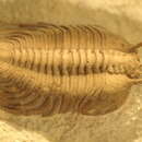 Image of Cybele bellatula