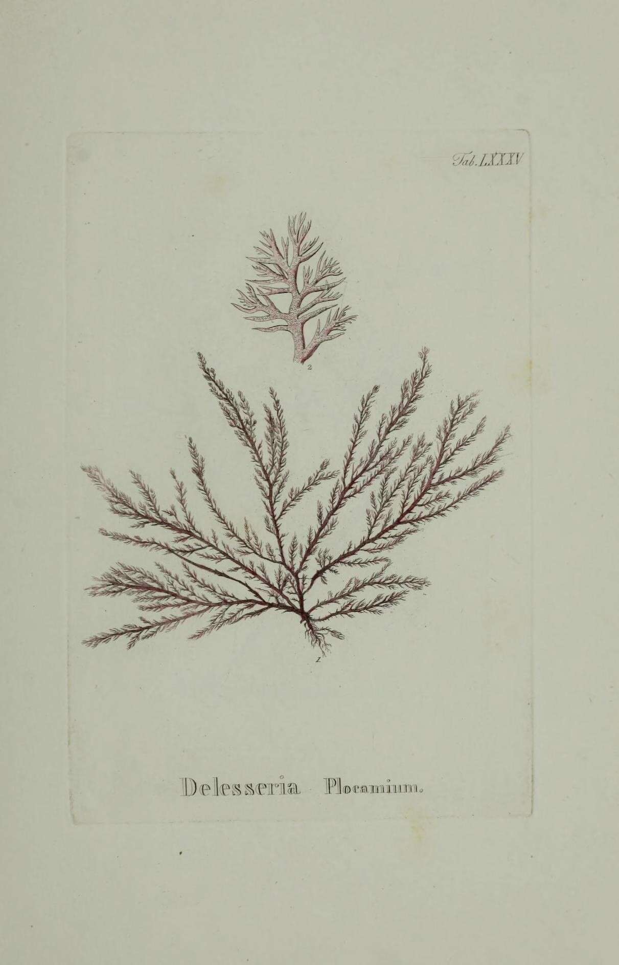 Слика од Plocamium cartilagineum