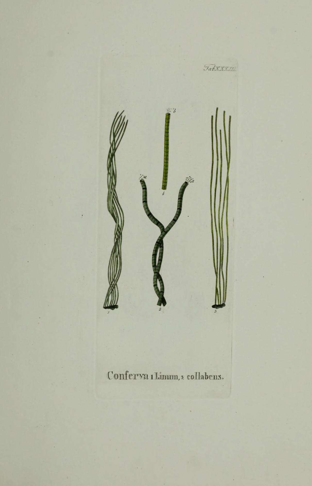 Image of Chaetomorpha linum