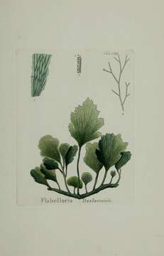 Image of Flabellia petiolata