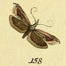 Image of Sophronia illustrella Hübner 1796