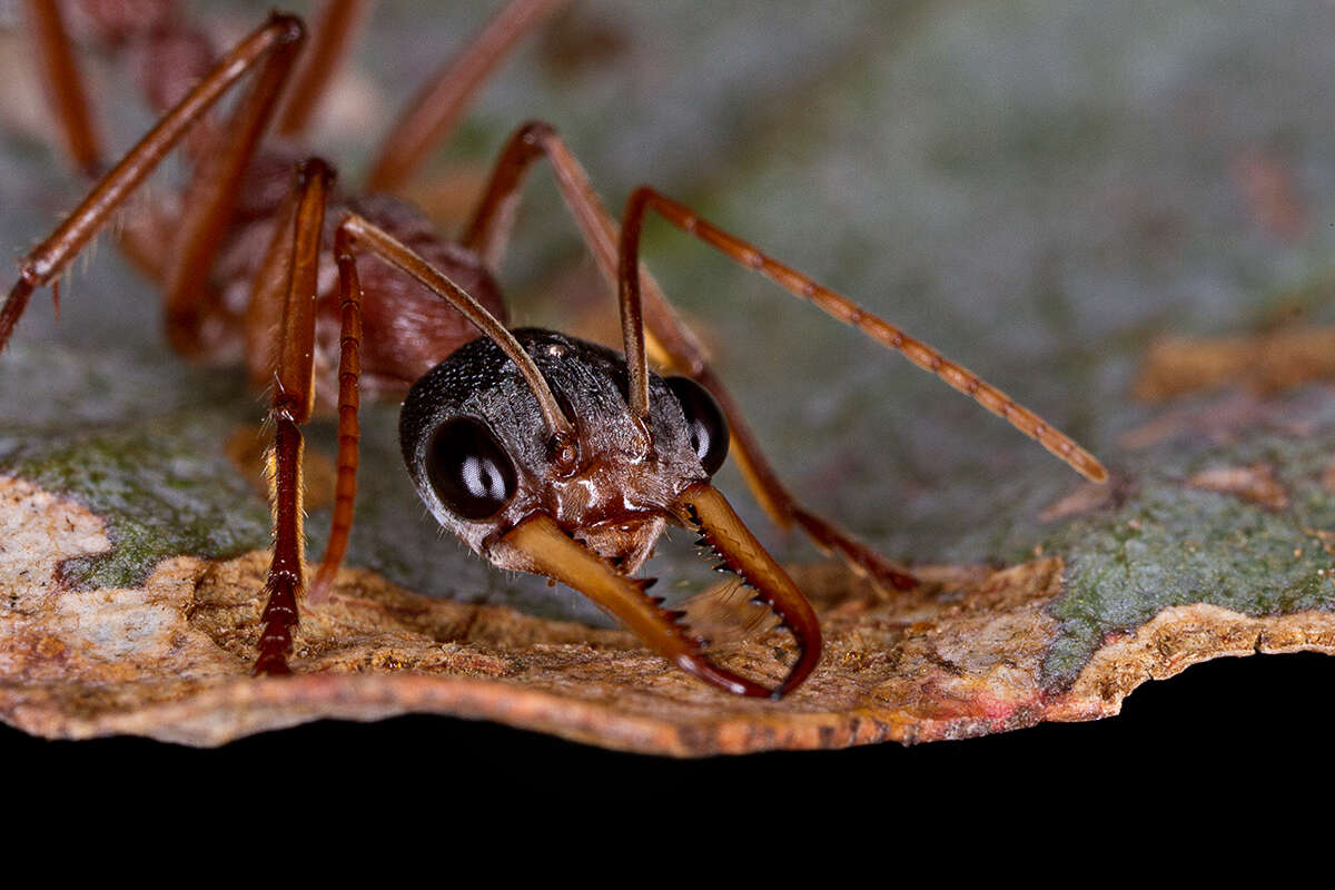 Image of Myrmecia nigriceps Mayr 1862