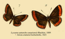 Image of Aricia cramera