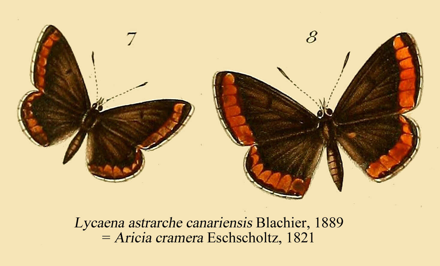 Image of Aricia cramera