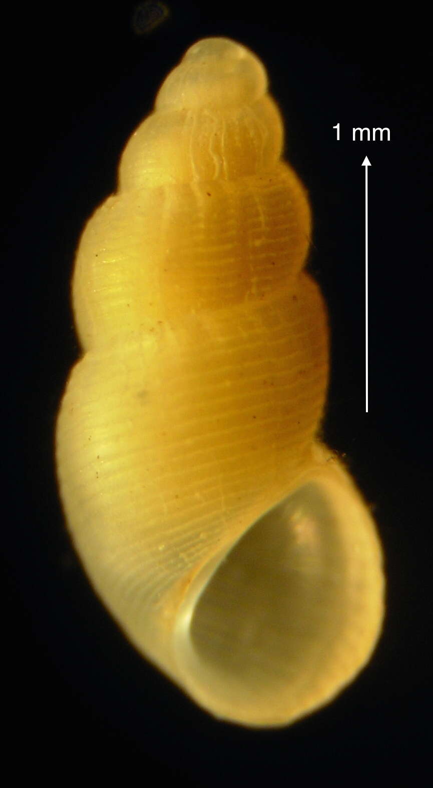 Image of semi-ribbed spire snail