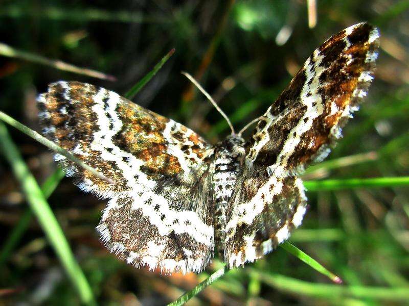 Image of small argent and sable