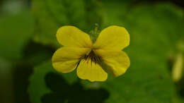 Image of downy yellow violet