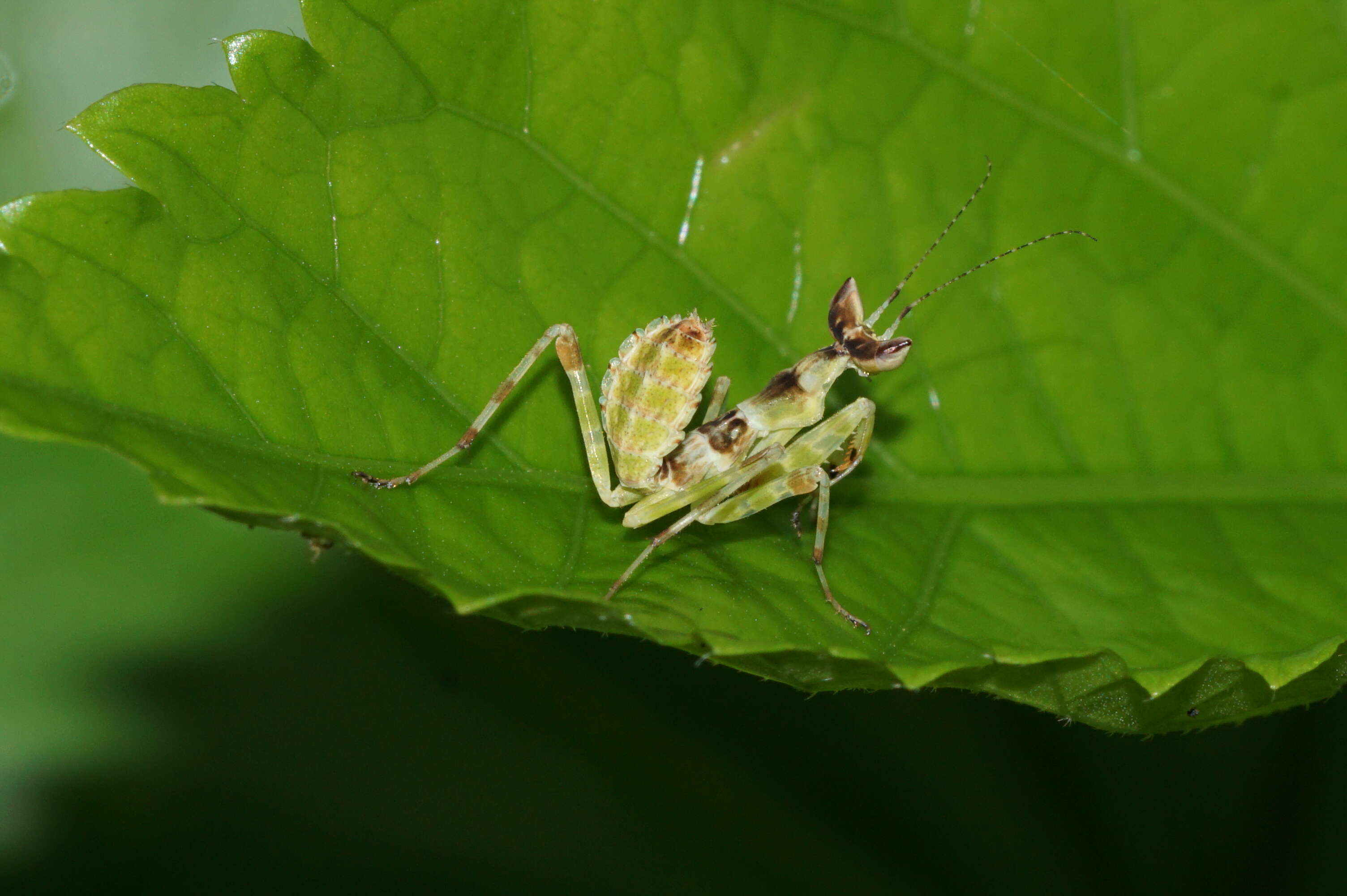 Image of Creobroter meleagris Stal 1877