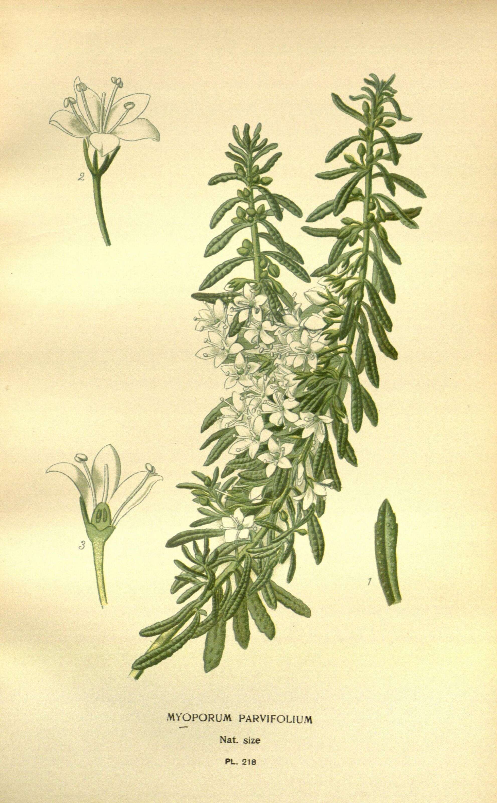 Image of slender myoporum